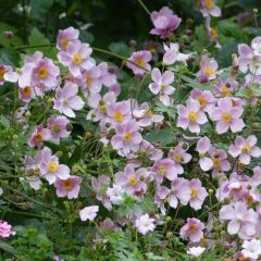 Anemone hupehensis September Charm - Herfstanemoon