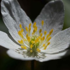 Anemone nemorosa -  Witte bosanemoon
