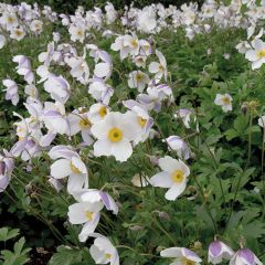Anemone Wild Swan - Herfstanemoon