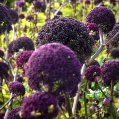 Angelica gigas - Rode engelwortel