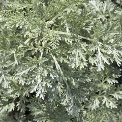 Artemisia arborescens Powis Castle - Alsem