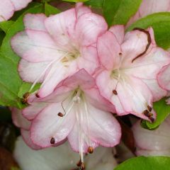 Rhododendron kaempferi Peggy Ann - Japanse azalea