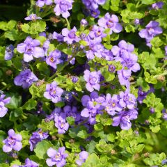 Bacopa Scopia Double Indigo - Bacopa