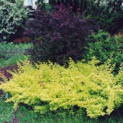 Berberis thunbergii Golden Carpet - Japanse berberis