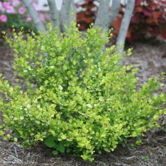 Betula nana Golden Treasure - Dwergberk