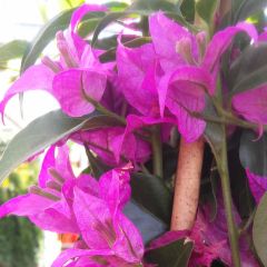 Bougainvillea glabra Sanderiana - Bougainville