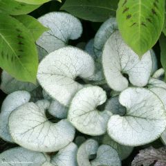 Brunnera macrophylla Looking Glass - Kaukasisch vergeet-mij-nietje