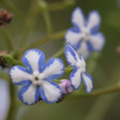 Brunnera macrophylla Starry Eyes - Kaukasisch vergeet-mij-nietje