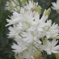 Camassia leichtlinii Semiplena - Prairielelie