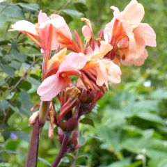Canna Mme Angèle Martin - Indisch bloemriet