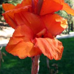 Canna Wyoming - Indisch bloemriet