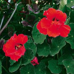 Oost-Indische kers dubbel Red Wonder Double (zaad) - Tropaeolum majus