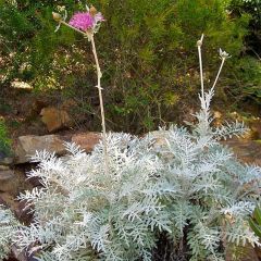 Centaurea pulcherrima - Centaurie