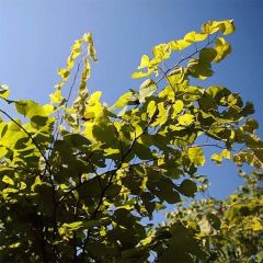Cercis canadensis Hearts of Gold - Amerikaanse Judasboom