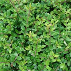 Lonicera nitida Elegant - Chinese kamperfoelie