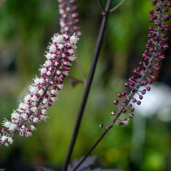 Actaea simplex Carbonella - Zilverkaars