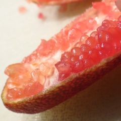 Vingerlimoen Red Crystal - Microcitrus australasica