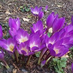 Colchicum speciosum Atrorubens - Herfsttijloos