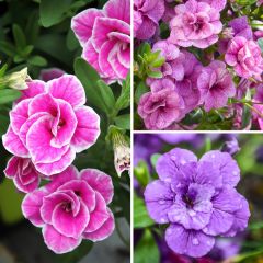 Collectie van 5 Dubbele Calibrachoa of Mini-petunia's