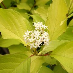 Cornus alba Aurea - Witte kornoelje