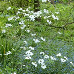 Cornus nuttallii florida Ascona - Grootbloemige kornoelje