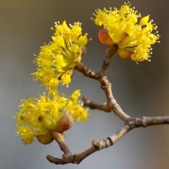 Cornus mas - Gele kornoelje
