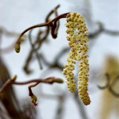 Corylus avellana Contorta - Hazelaar
