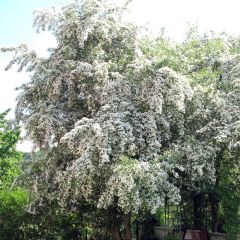 Crataegus monogyna - Eenstijlige meidoorn