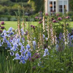 Digitalis purpurea Suttons Apricot - Vingerhoedskruid