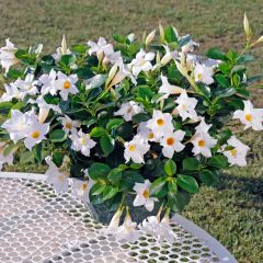 Dipladenia Diamantina Jade White - Mandevilla
