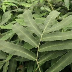 Dryopteris sieboldii - Sieboldvaren