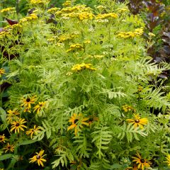 Tanacetum vulgare Isla Gold - Boerenwormkruid