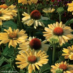 Echinacea purpurea Aloha - Rode zonnehoed