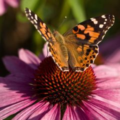 Echinacea purpurea - Rode zonnehoed