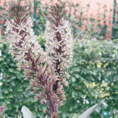 Eucomis Burgundy Wine - Kuiflelie