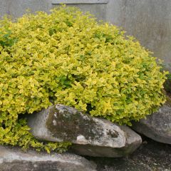 Euonymus fortunei Emerald n Gold - Kardinaalsmuts