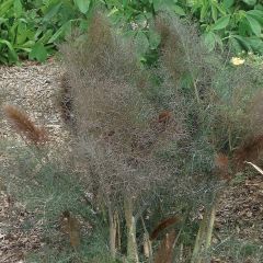 Bronzen venkel Purpureum