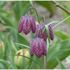 Fritillaria meleagris - Kievitsbloem
