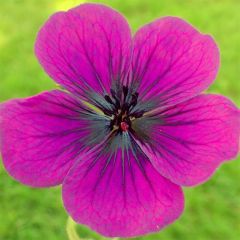 Geranium Dragon Heart - Ooievaarsbek