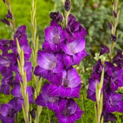 Gladiool Violetta - Grootbloemige gladiool