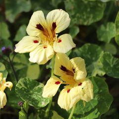 Oost-Indische kers Cream Troika (zaad) - Tropaeolum majus