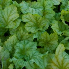 Heuchera Mint Julep - Purperklokje