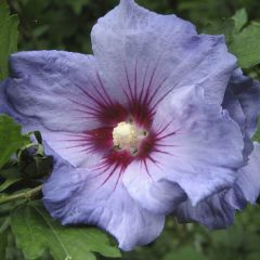 Hibiscus syriacus Oiseau Bleu - Tuinhibiscus