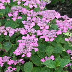 Hydrangea serrata Avelroz Dolmyf - Berghortensia
