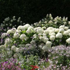 Hydrangea arborescens Annabelle - Sneeuwballenhortensia