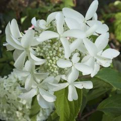 Hydrangea paniculata Great Star Le Vasterival - Pluimhortensia