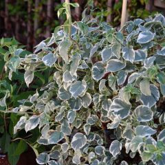 Hydrangea petiolaris Silver Lining - Klimhortensia
