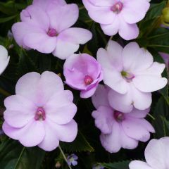 Impatiens hawkeri SunPatiens Compact Orchid Blush - Vlijtig liesje