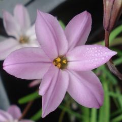 Ipheion uniflorum Charlotte Bishop - Oude wijfjes