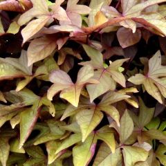 Ipomoea batatas Bronze - Zoete aardappel